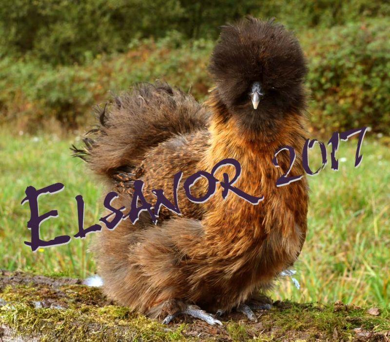 poule-soie-3.jpg