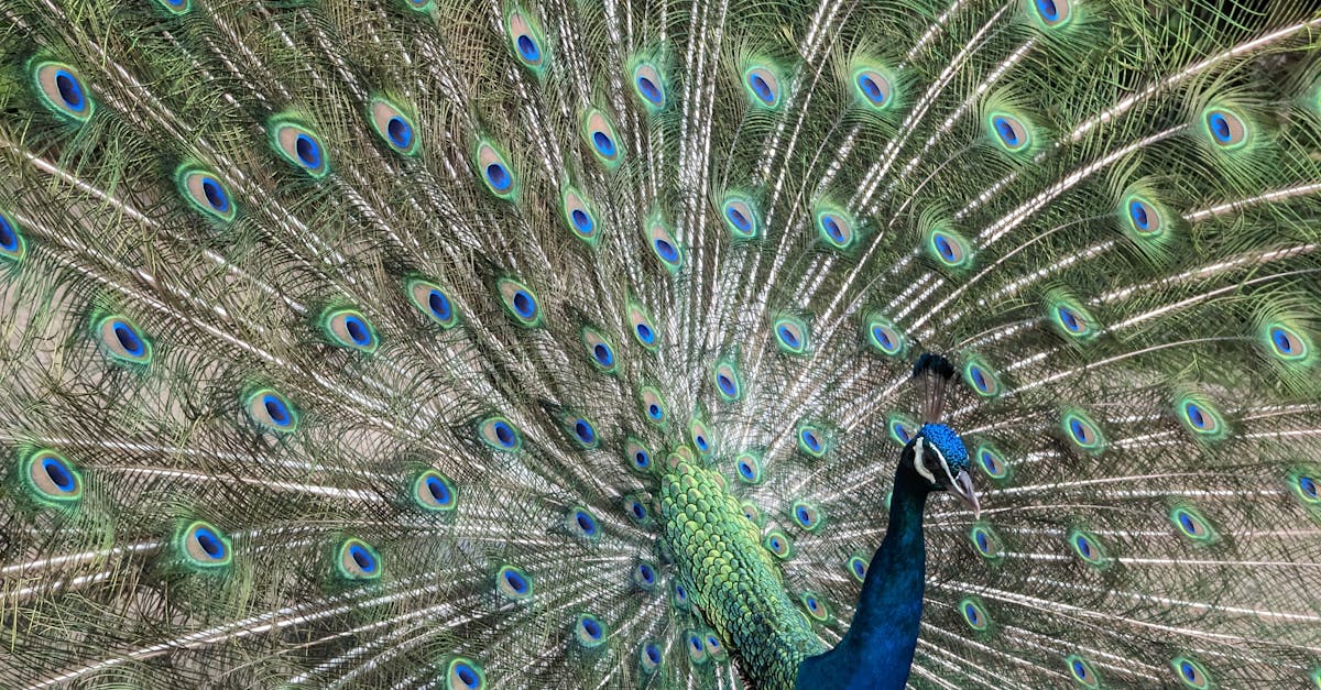 découvrez tout sur le paon, cet oiseau majestueux célèbre pour son plumage coloré et sa beauté unique.