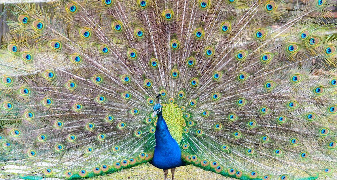 découvrez tout sur le paon, un oiseau majestueux connu pour sa belle queue colorée et son comportement unique.