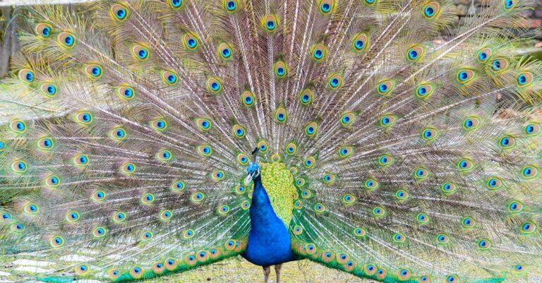 découvrez tout sur le paon, un oiseau majestueux connu pour sa belle queue colorée et son comportement unique.
