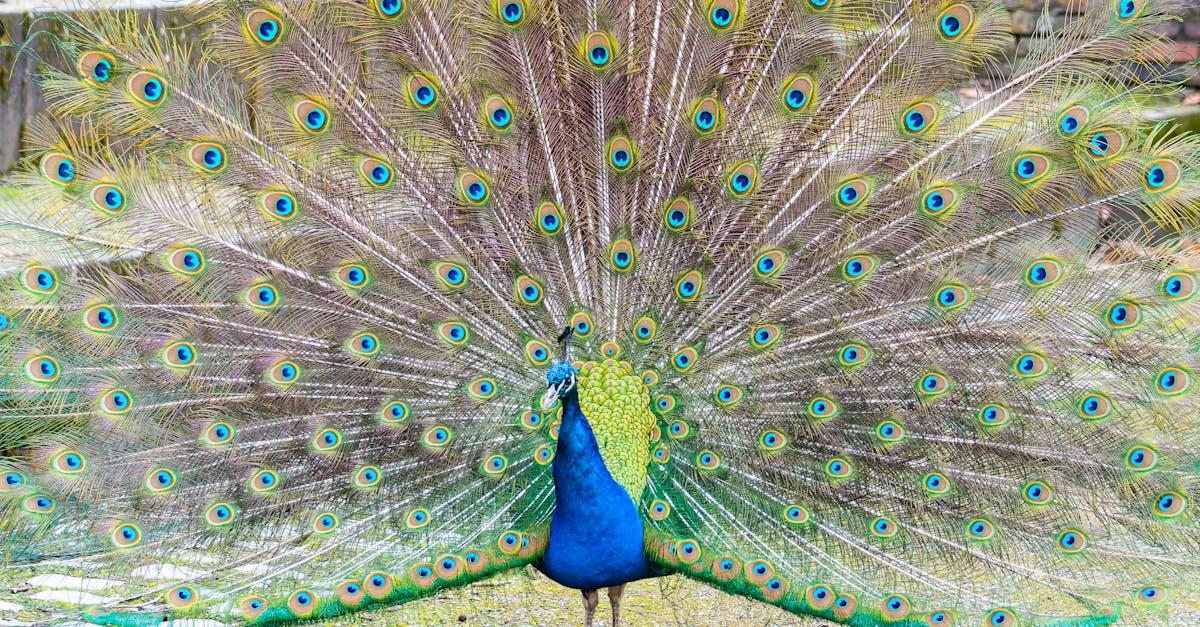 découvrez tout sur le paon, un oiseau majestueux connu pour sa belle queue colorée et son comportement unique.